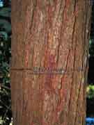 Brown Malletwood Rhodamnia rubescens Bark