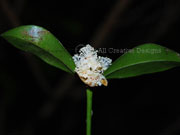 Flower Marbled Baloghia Baloghia marmorata
