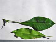 Marbled Baloghia Baloghia marmorata Leaves
