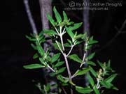 Blue Mint Bush, Lilac Mint Bush Prostanthera caerulea