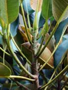 Ficus macrophylla Moreton Bay Fig Stipule