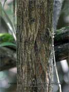 Musk Daisy-bush Olearia argophylla Bark