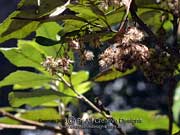 Fruit of Musk Daisy-bush Olearia argophylla