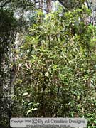 Musk Daisy-bush Olearia argophylla