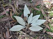 Musk Daisy-bush Olearia argophylla lower leaf surface