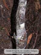 Narrow-leaved Geebung Persoonia virgata Bark