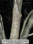 Narrow-leaved Orange Thorn Pittosporum lancifolium Bark