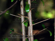 Narrow-leaved Orange Thorn Pittosporum lancifolium Spines