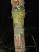Native Cascarilla Croton verreauxii Bark