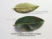 Native Crepe Myrtle Lagerstroemia archeriana Leaves