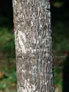 Hymenosporum flavum Native Frangipani Bark