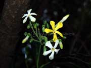 Flower Hymenosporum flavum Native Frangipani