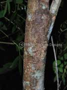 Native Gardenia Atractocarpus benthamianus Bark