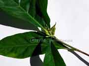 Native Gardenia Atractocarpus benthamianus Buds