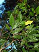 Native Gardenia Atractocarpus benthamianus Foliage
