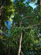 Native Gardenia Atractocarpus benthamianus