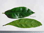Native Gardenia Atractocarpus benthamianus Leaves