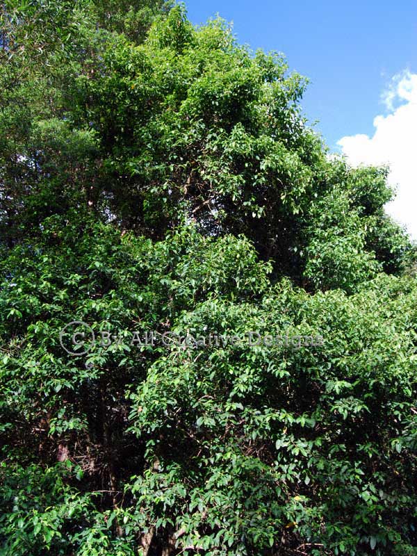 Australian Tree & Rainforests species Identification by Vegetative ...