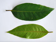 Native Guava Rhodomyrtus psidioides Leaf