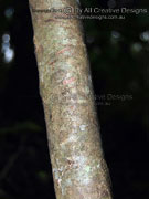 Native Hydrangea Abrophyllum ornans Bark