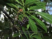 Fruit Native Hydrangea Abrophyllum ornans