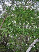 Native Hydrangea Abrophyllum ornans