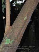 Native Nutmeg Myristica globosa Bark