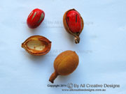 Native Nutmeg Myristica globosa Fruit detail