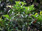 Native Olive Olea paniculata