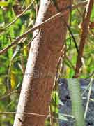 Native Rosella Hibiscus heterophyllus Bark