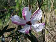 Flower Native Rosella Hibiscus heterophyllus