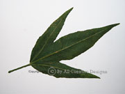 Native Rosella Hibiscus heterophyllus Leaf