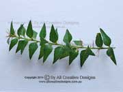 Needle Shaggy Pea Podolobium aciculiferum Leaves