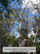 New England Blackbutt Eucalyptus andrewsii subspecies andrewsii