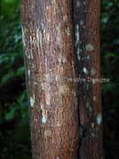 Newry Golden Wattle Acacia chrysotricha Bark