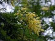 Flower Newry Golden Wattle Acacia chrysotricha