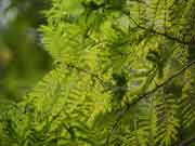 Newry Golden Wattle Acacia chrysotricha