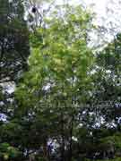 Newry Golden Wattle Acacia chrysotricha