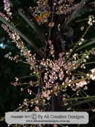 Flower Noah's Tamarind Lepiderema hirsuta