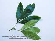 Northern Acradenia  Acradenia euodiiformis Leaves