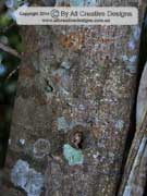 Glossy Tamarind, Guioa acutifolia Bark