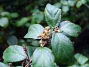 Odour Bush Mallotus claoxyloides Flower