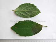 Odour Bush Mallotus claoxyloides Leaves