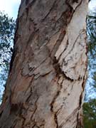Long-leaved Paperbark Melaleuca leucadendra Bark