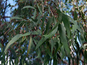 Long-leaved Paperbark Melaleuca leucadendra QLD Leaves