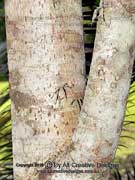 Bark of Peanut Tree Sterculia quadrifida