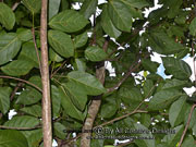 Peanut Tree Sterculia quadrifida