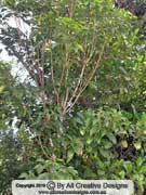 Peanut Tree Sterculia quadrifida