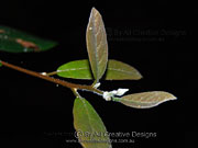 Pepperberry Cryptocarya obovata twig