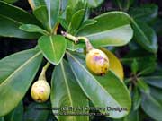 Fruit of Perfume Flower Tree Fagraea berteroana